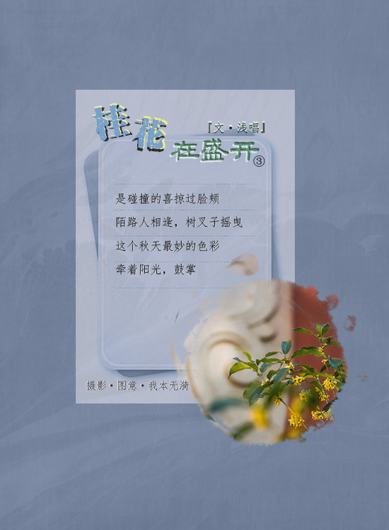 桂花在盛开3.jpg